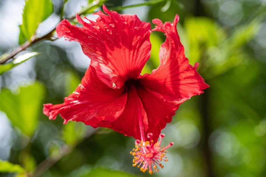 Hibiscus on Koh Tao