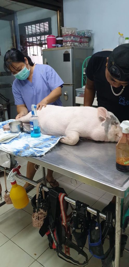 Dr. Jae and assistant treating a pig