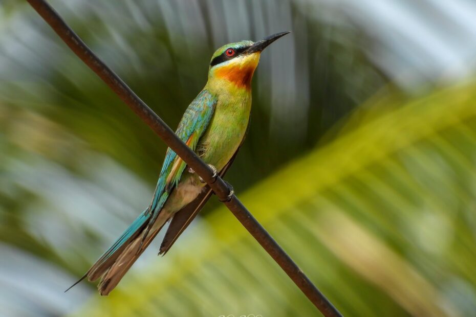 Wild Birds of Koh Tao Thailand