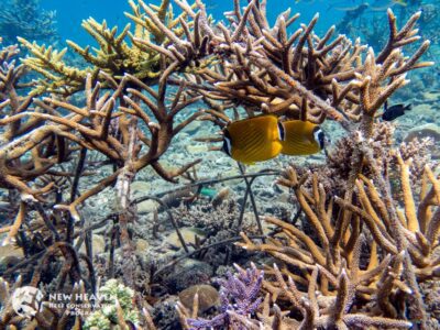 New Heaven Reef Conservation