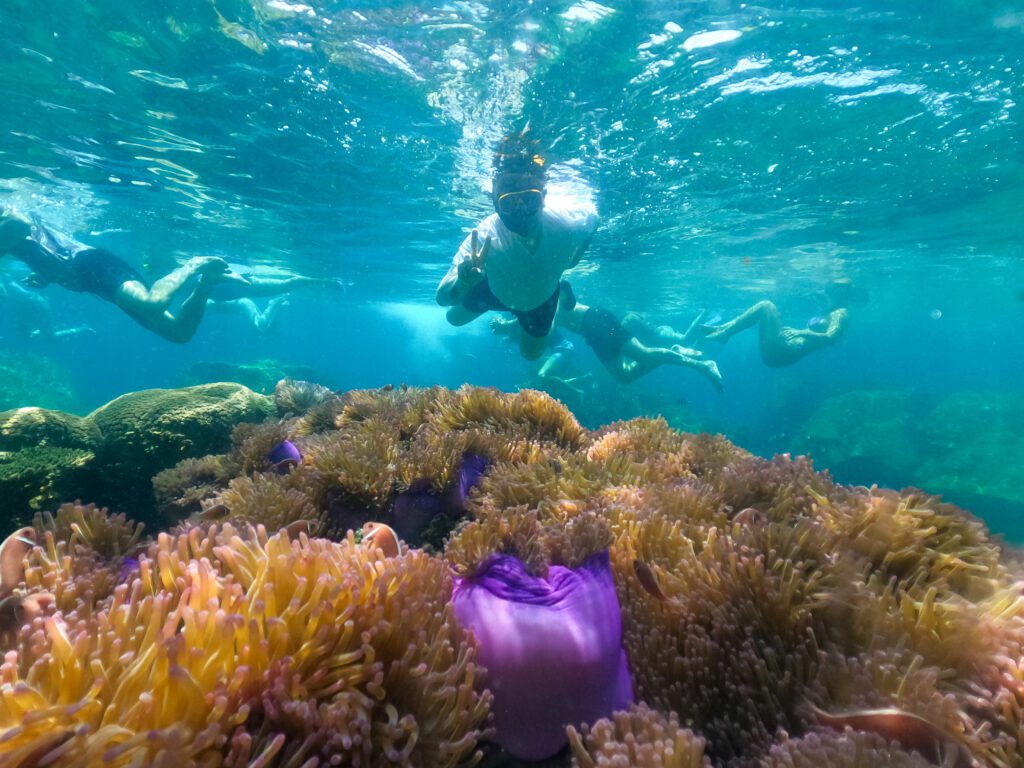 Experience The Best Beaches & Bays on a Koh Tao Snorkel Trip